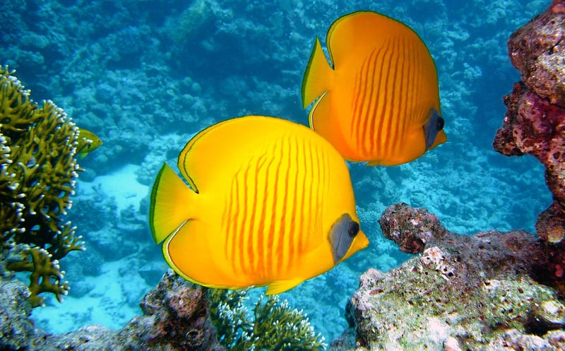 Underwater diving