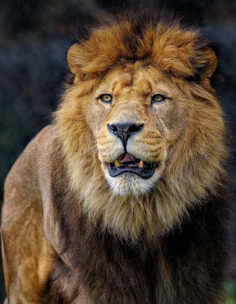 Medieval Lion